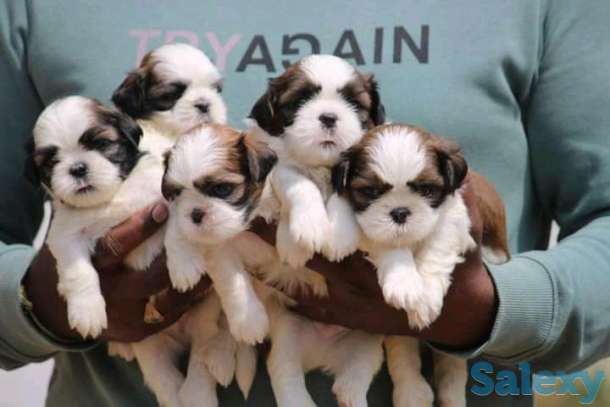 Shih Tzu puppies from Hyderabad. Breeder: Sumit