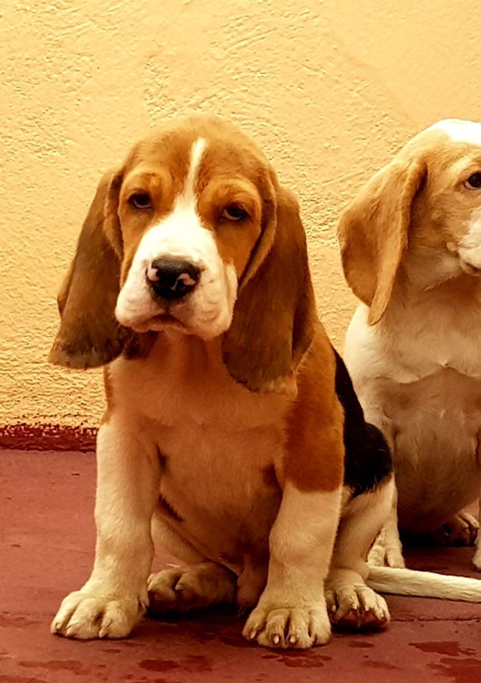 Beagle puppies from Coimbatore. Breeder: Easwaramoorthy Ravindran