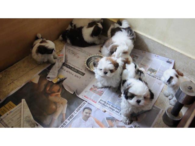 Shih Tzu puppies from Mumbai. Breeder: Sumit