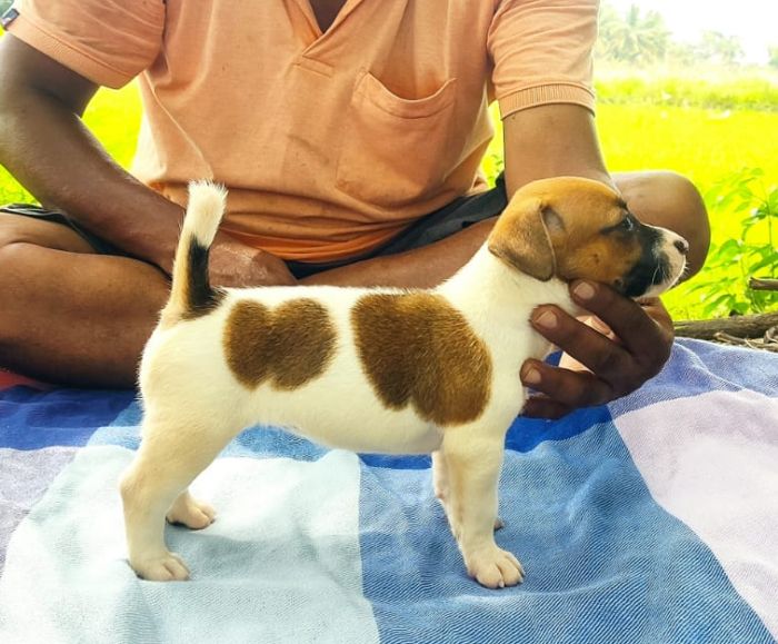 Jack Russell Terriers puppies from Srirangam,Trichy. Breeder: Mr.A.Jayaprakash
