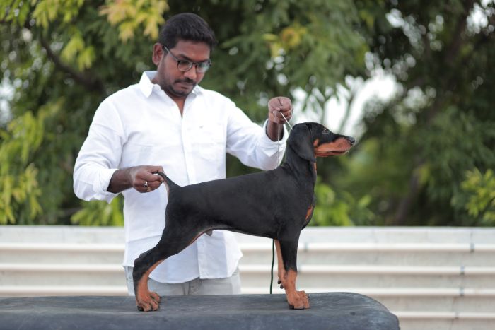 Dobermann Pinscher puppies from Madurai,Tamilnadu. Breeder: Gopikannan