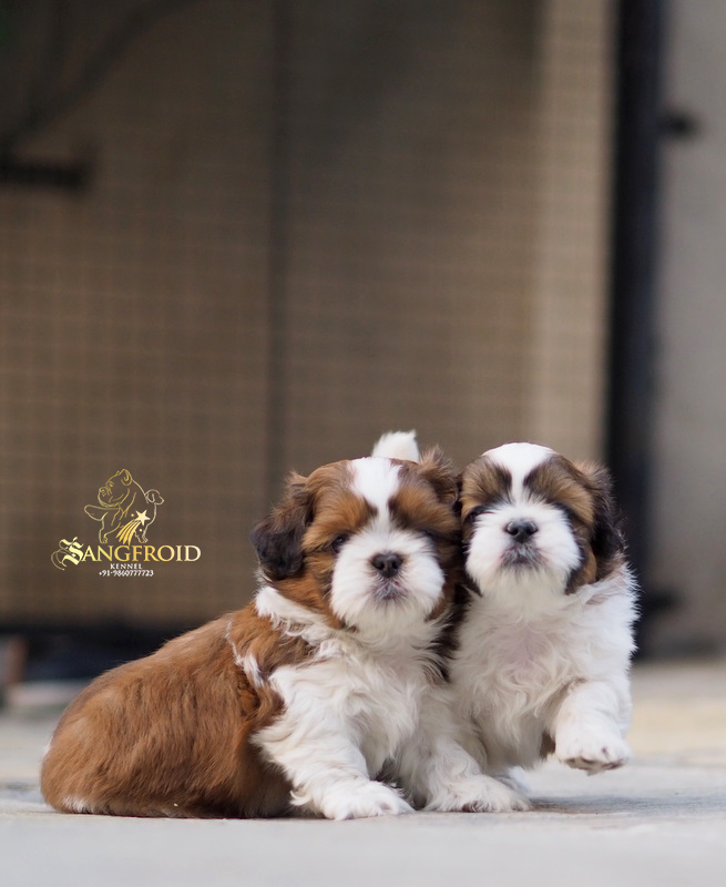 shih tzu puppies from Mumbai. Breeder: Sangfroid Kennel