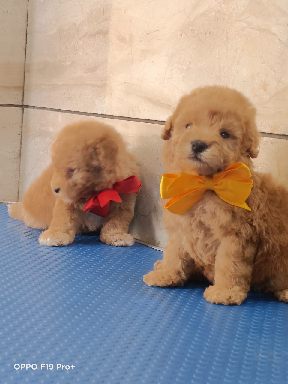 Poodle puppies from Mumbai. Breeder: Sangfroid Kennel