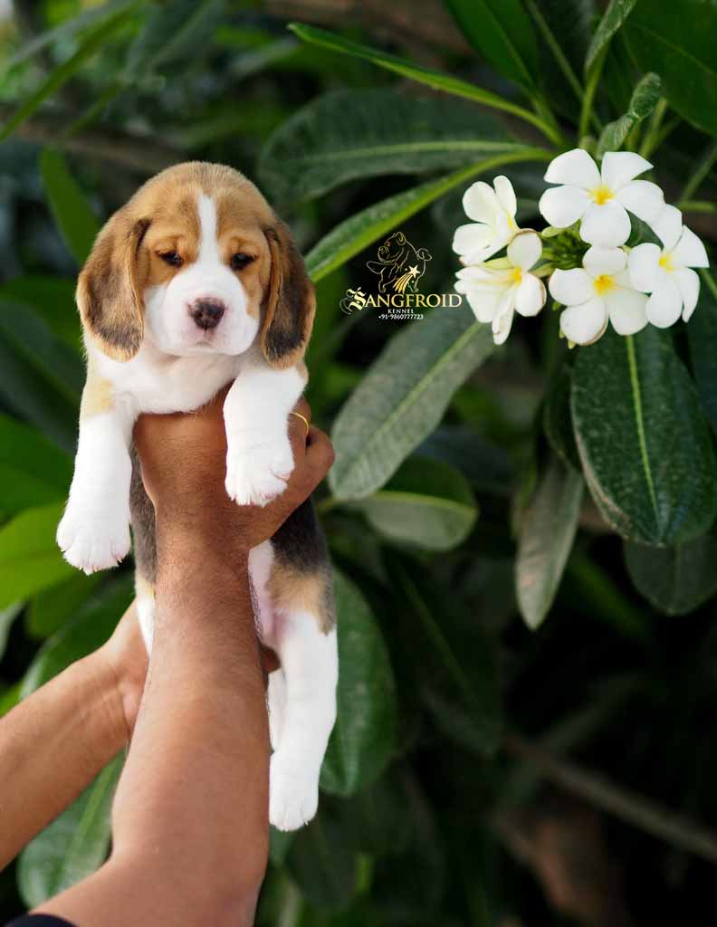 Beagle puppies from Mumbai. Breeder: Sangfroid Kennel