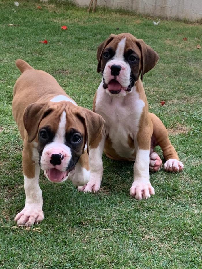 boxer dogs boxing