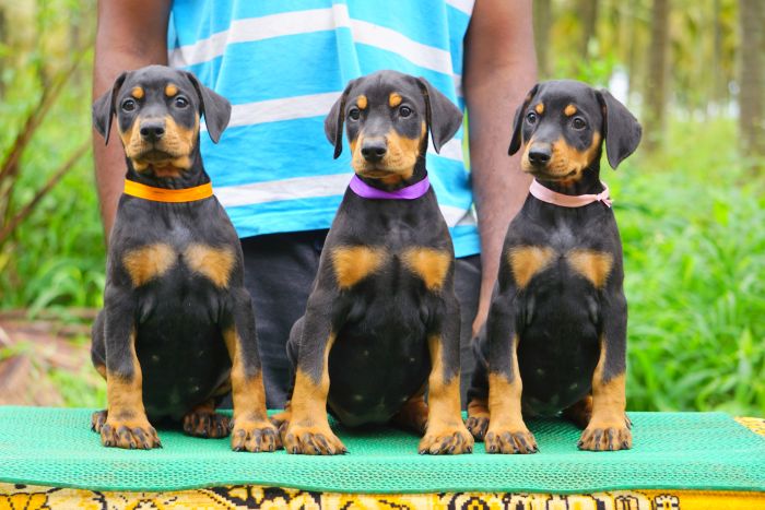 Dobermann puppies from Bangalore. Breeder: Amith Walton