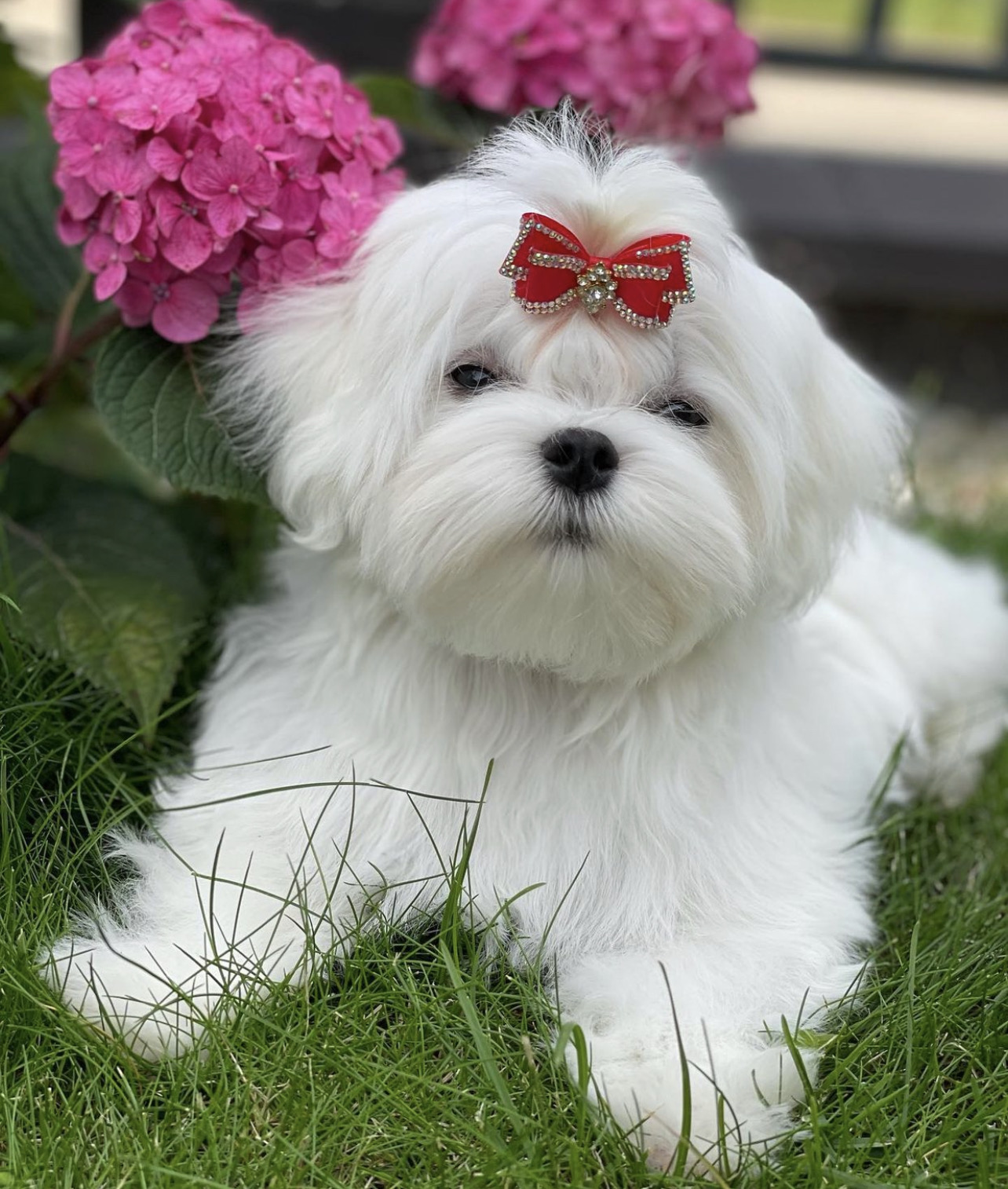 maltese puppies from Mumbai. Breeder: Sangfroid Kennel