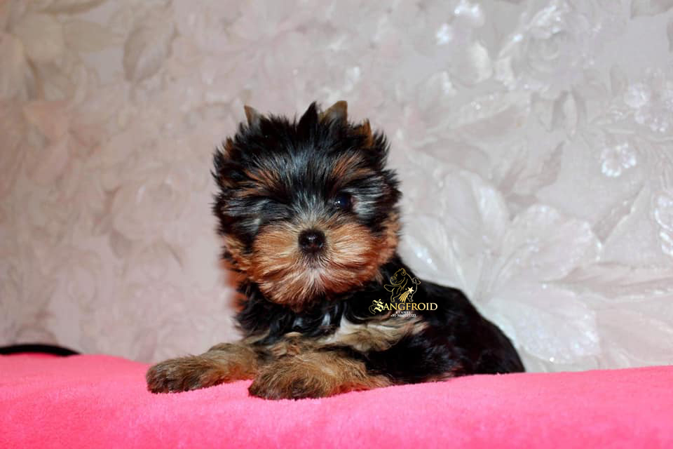 Yorkshire Terrier puppies from Mumbai. Breeder: Sangfroid Kennel