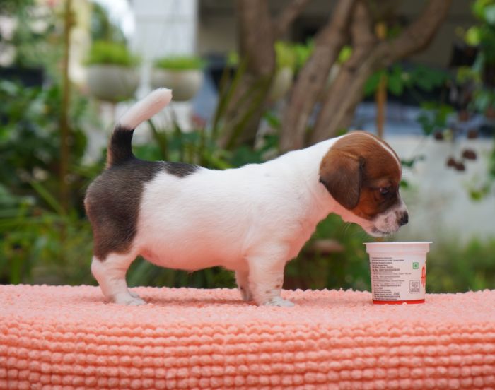 Jack Russell Terrier puppies from Coimbatore, Tamilnadu. Breeder: Gopikannan