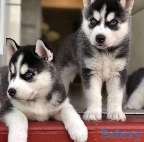 SIBERIAN HUSKY PUPPIES AVAILABLE puppies from Hyderabad. Breeder: Sumit