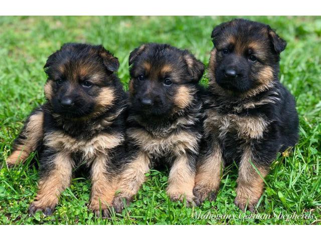 GERMAN SHEPHERD puppies from INDIA. Breeder: arjunsandeep