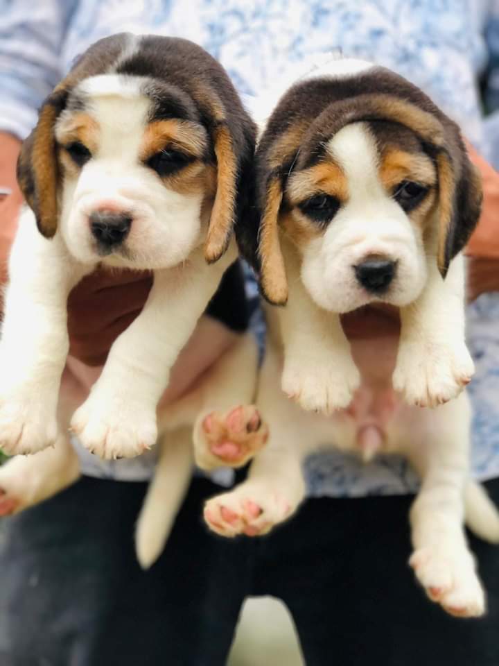 BEAGLE puppies from Goa. Breeder: arjunsandeep