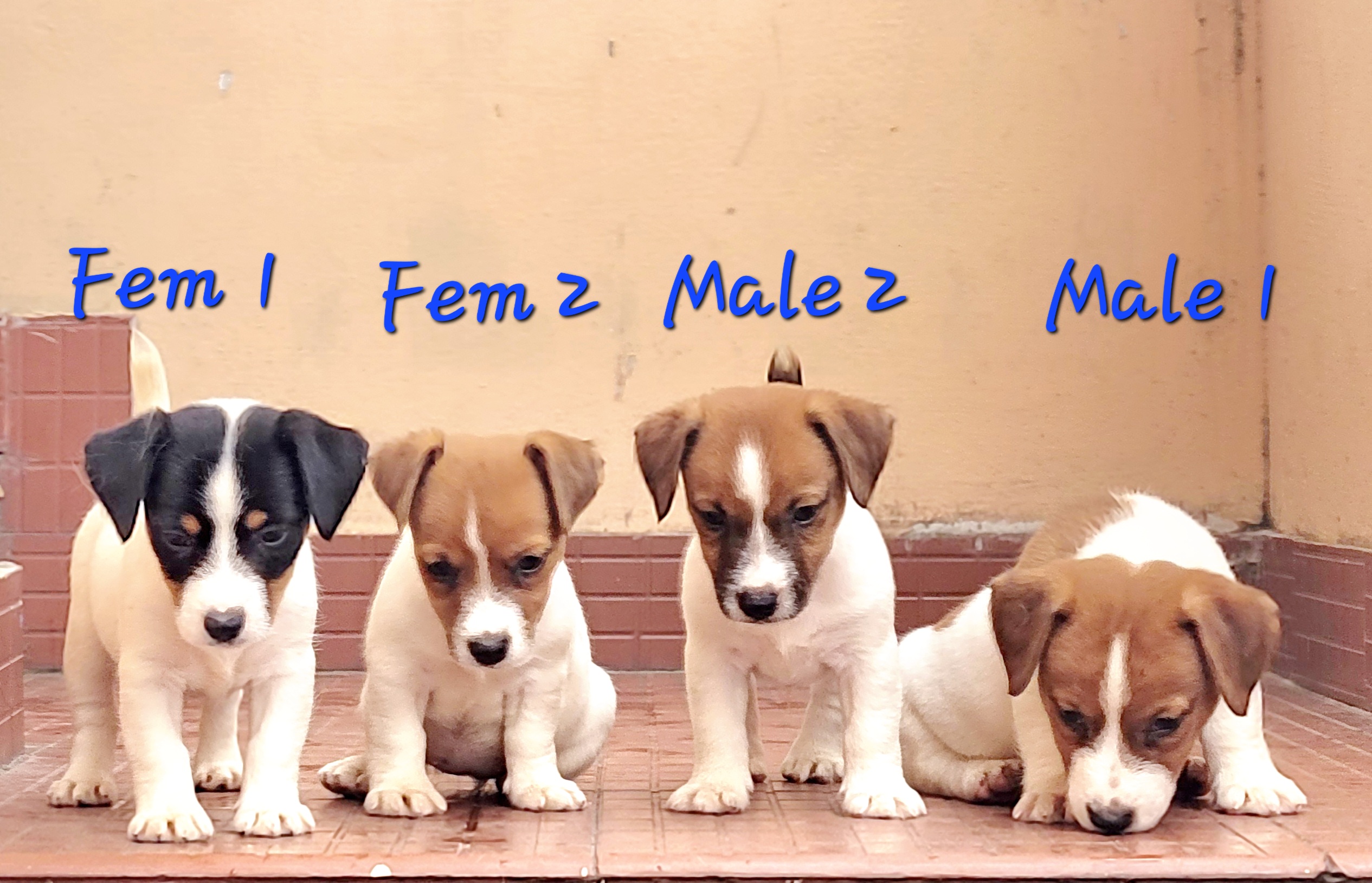 Jack Russell Terrier puppies from Coimbatore. Breeder: Easwaramoorthy Ravindran