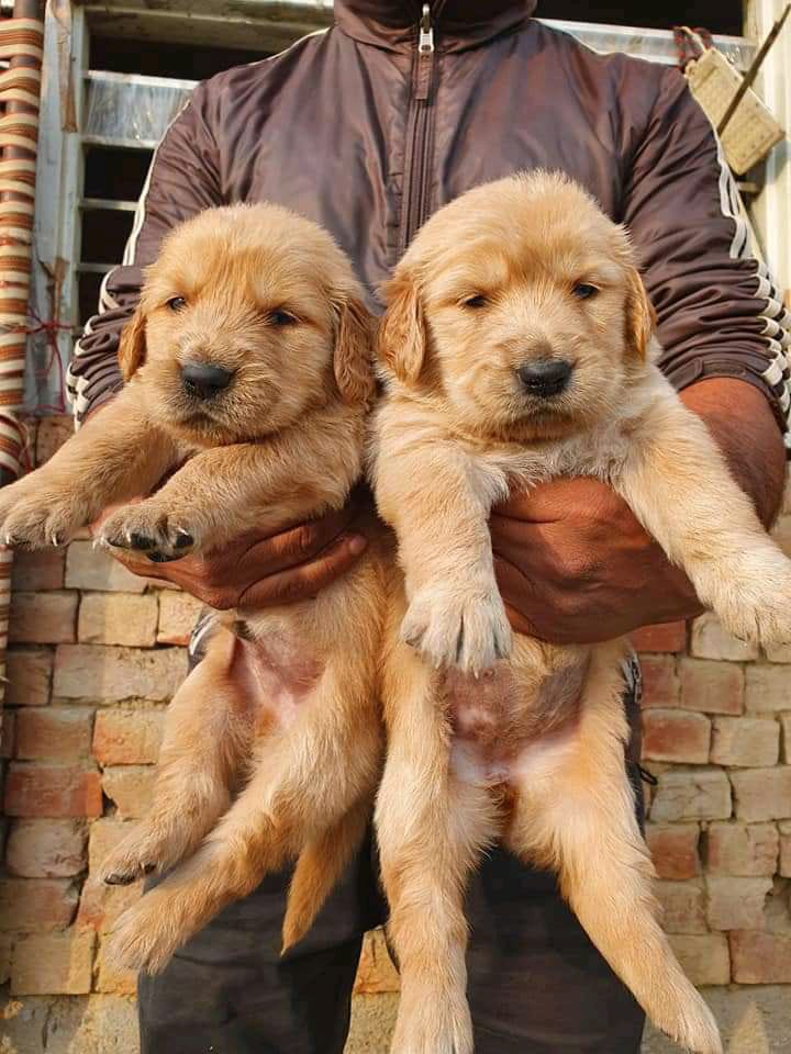 Golden Retriever puppies from west bengal. Breeder: Amolkamat