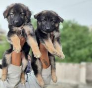German Shepherd puppies from west bengal. Breeder: Amolkamat