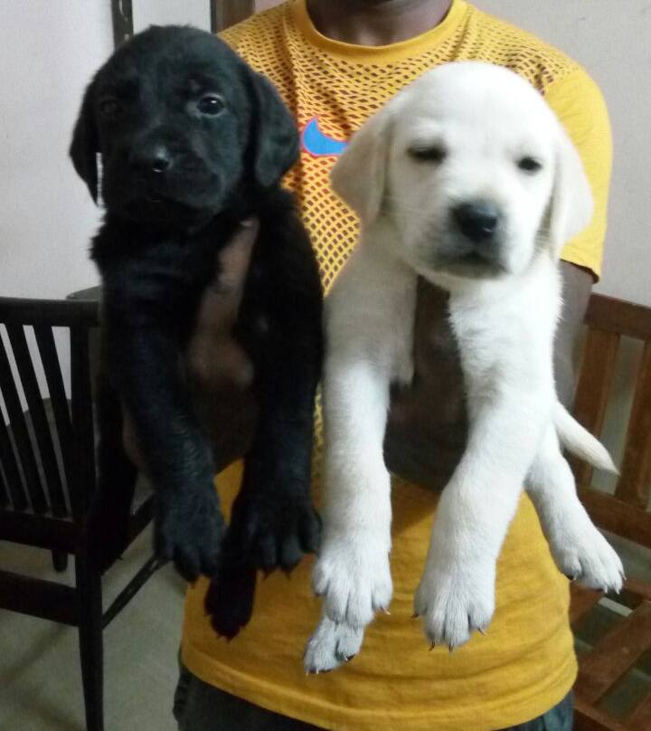 LABRADOR puppies from west bengal. Breeder: Amolkamat