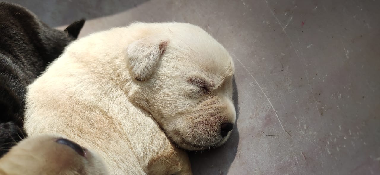 Labrador retriever puppies from Maharashtra. Breeder: Gaurav Aalane