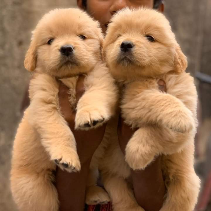 Golden Retriever puppies from Gujarat. Breeder: Amolkamat