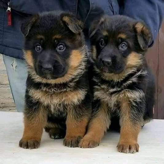 German shepherd puppies from Gujarat. Breeder: Amolkamat