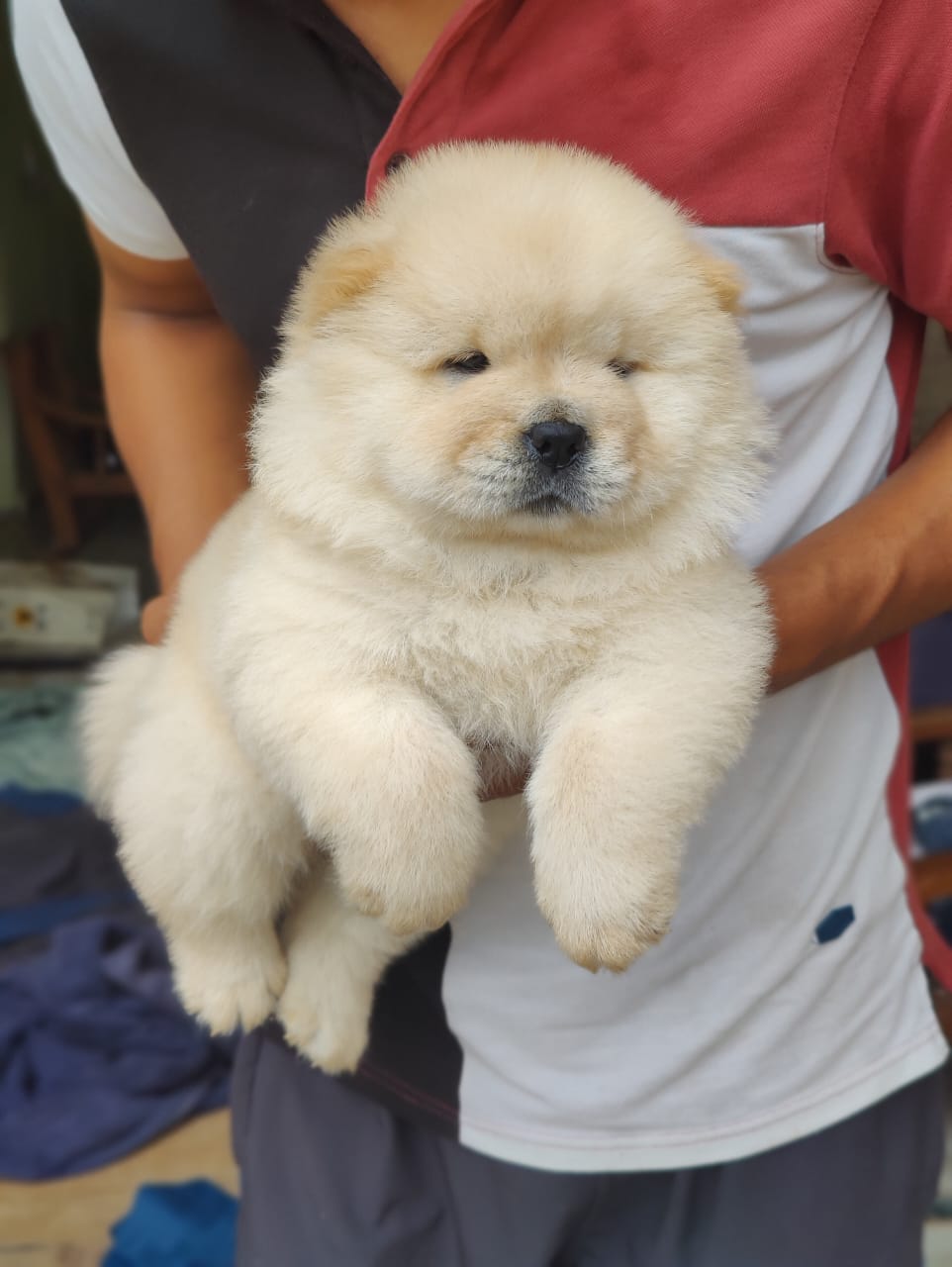 Chowchow puppies in cream available