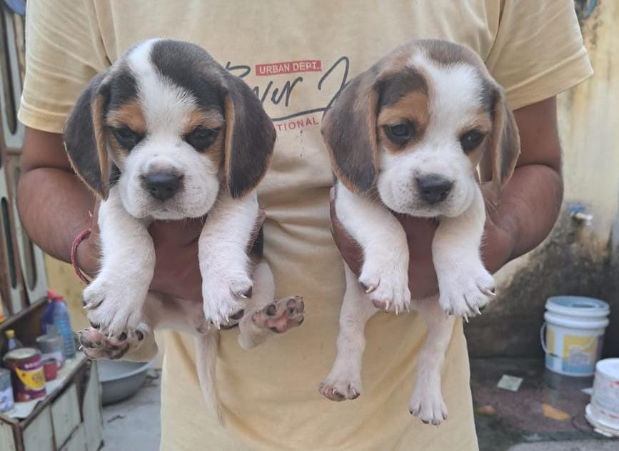 Beagle puppies from Bhiwadi. Breeder: Vishal