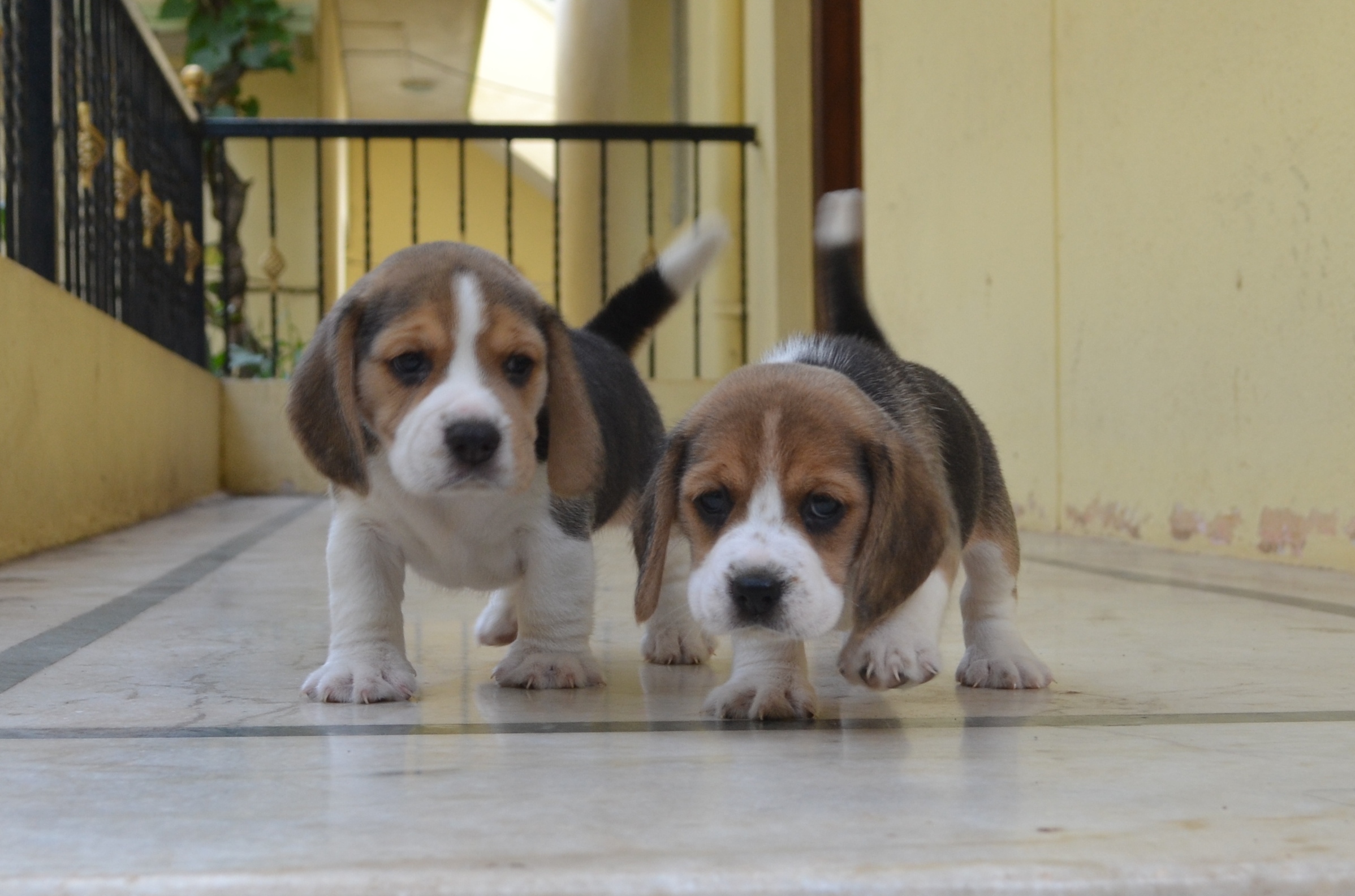 Beagle puppies from Bangalore. Breeder: Santosh