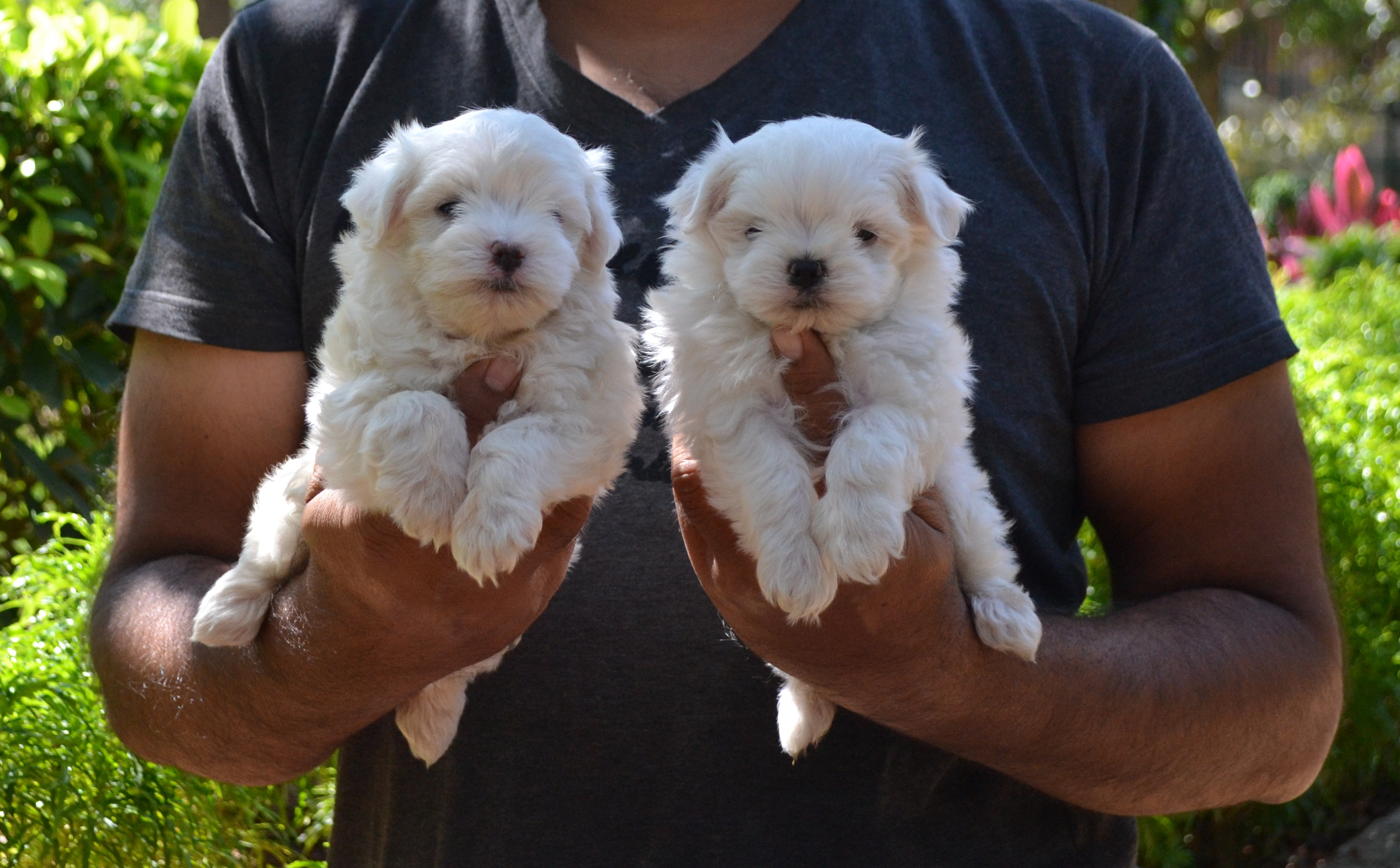 Maltese puppies from Bangalore. Breeder: Santosh