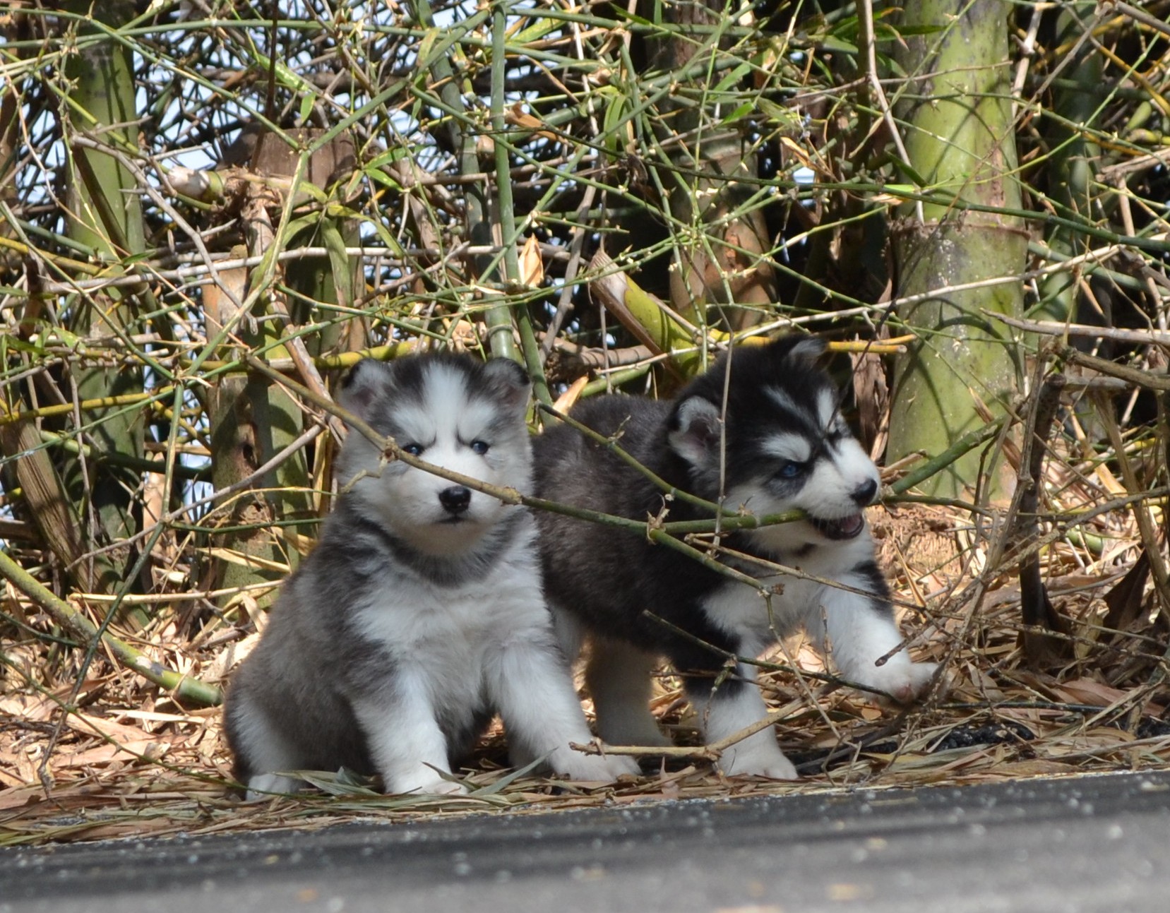 Husky babies