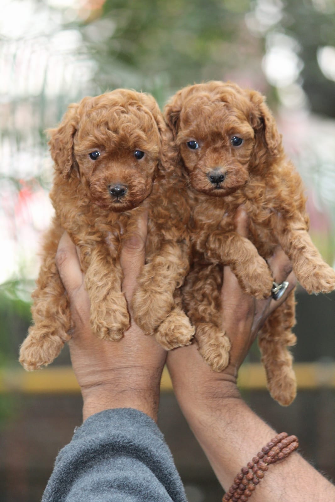 Poodle puppies from Bangalore. Breeder: Santosh