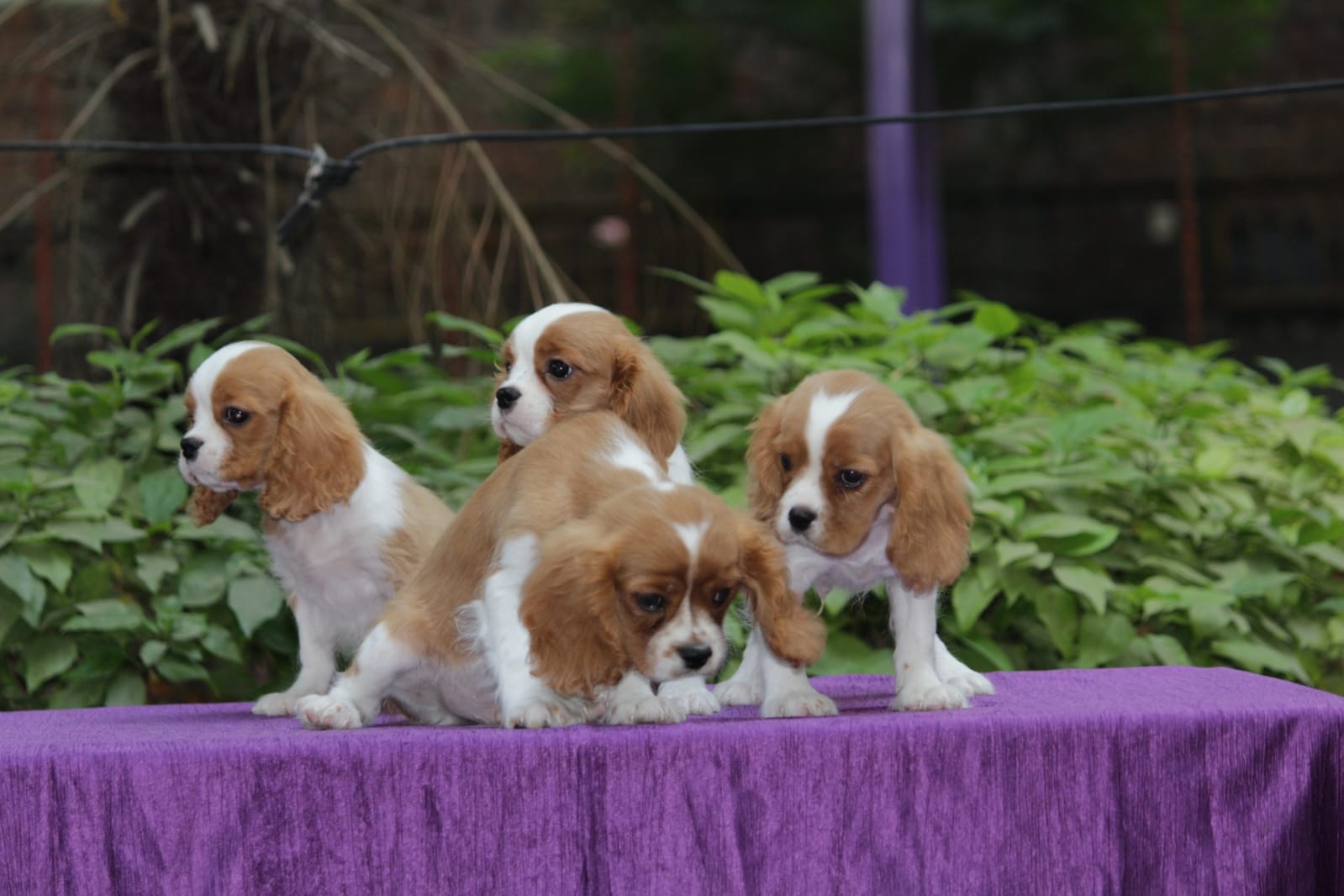 Kings charles Spaniel puppies from Bangalore. Breeder: Santosh