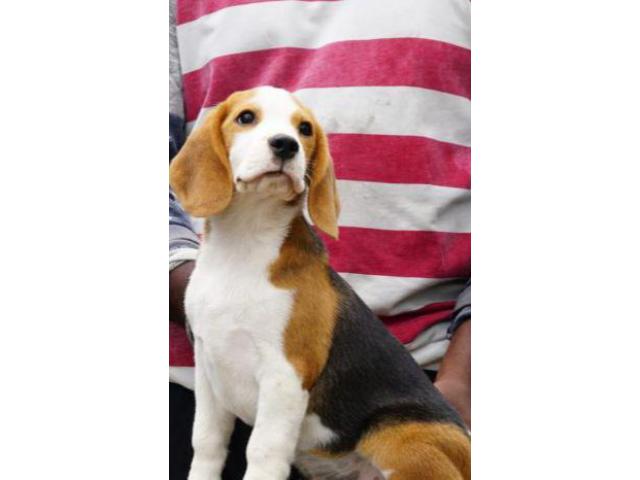 Beagle puppies from Chennai,Tamilnadu. Breeder: arjunsandeep