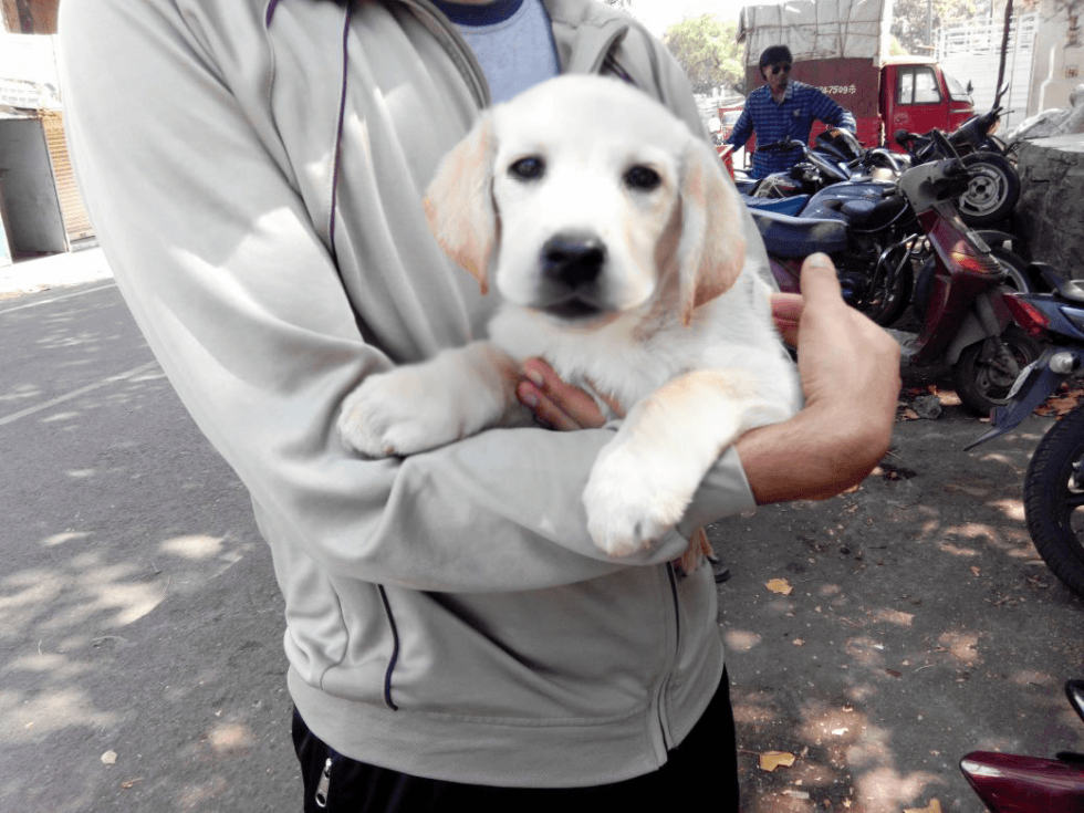 Labrador puppies from Bangalore. Breeder: Shruthi