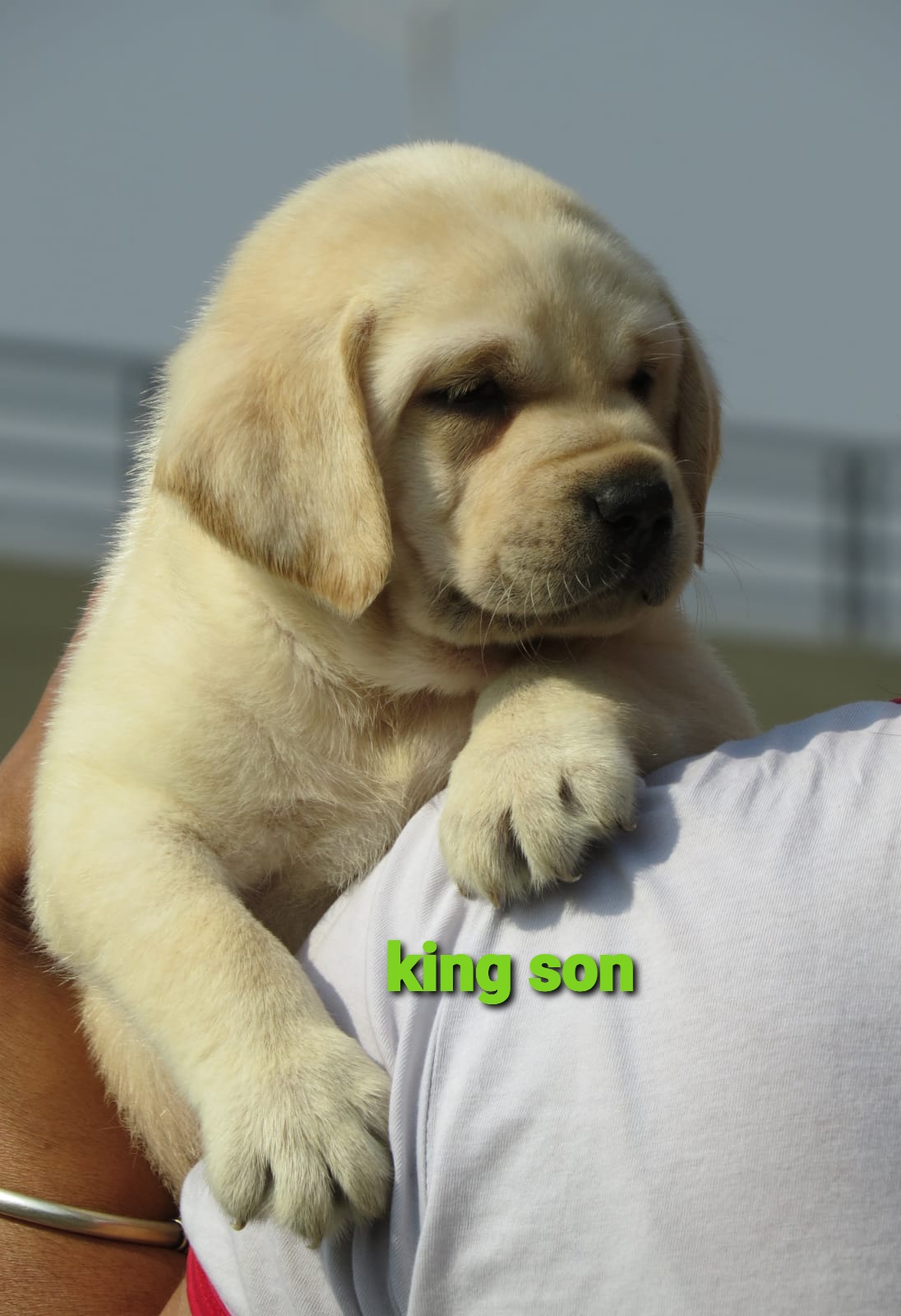 most Popular labrador pups are available