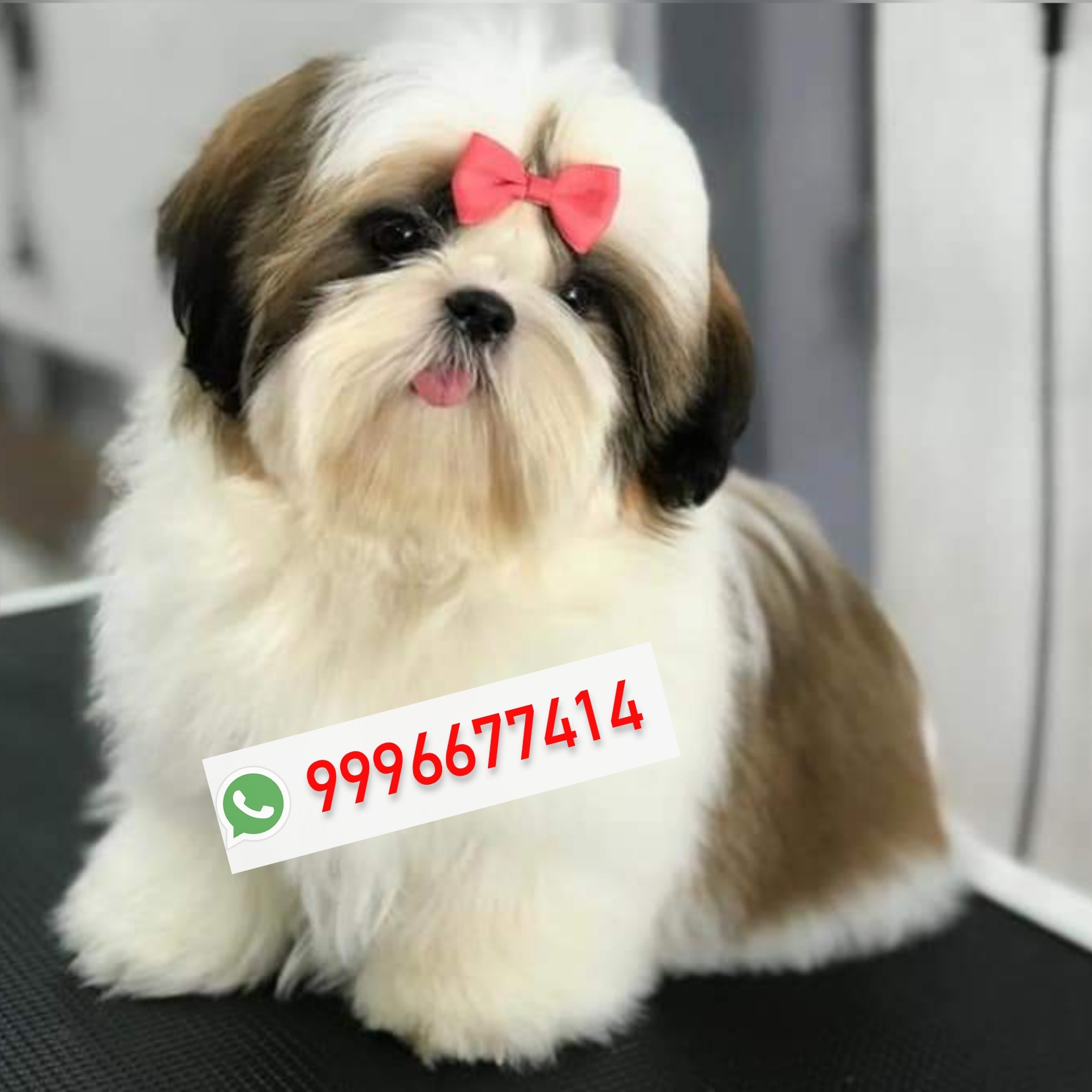 Show quality Shitzu pups available