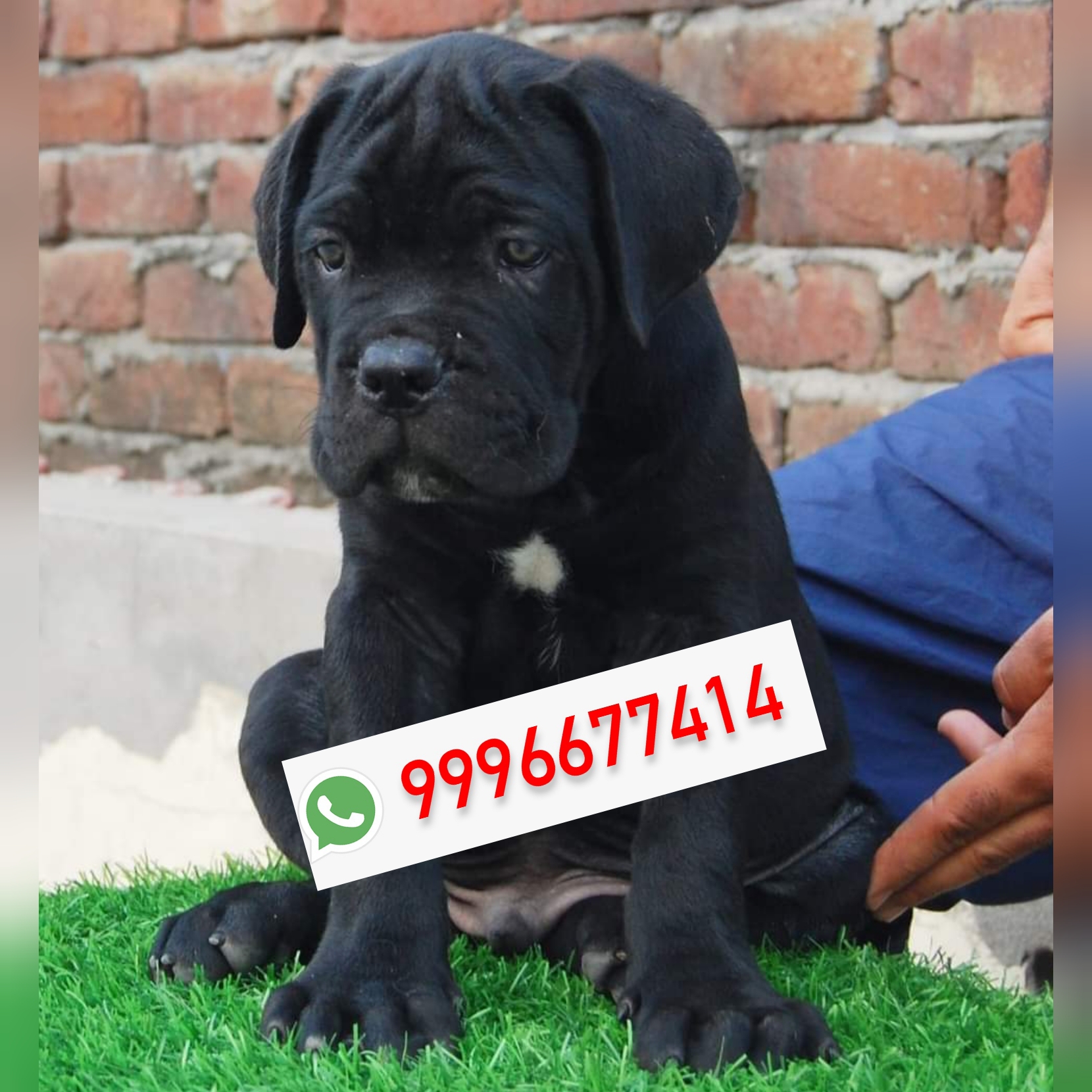 Imp pedigree Cane Corso Pup Available