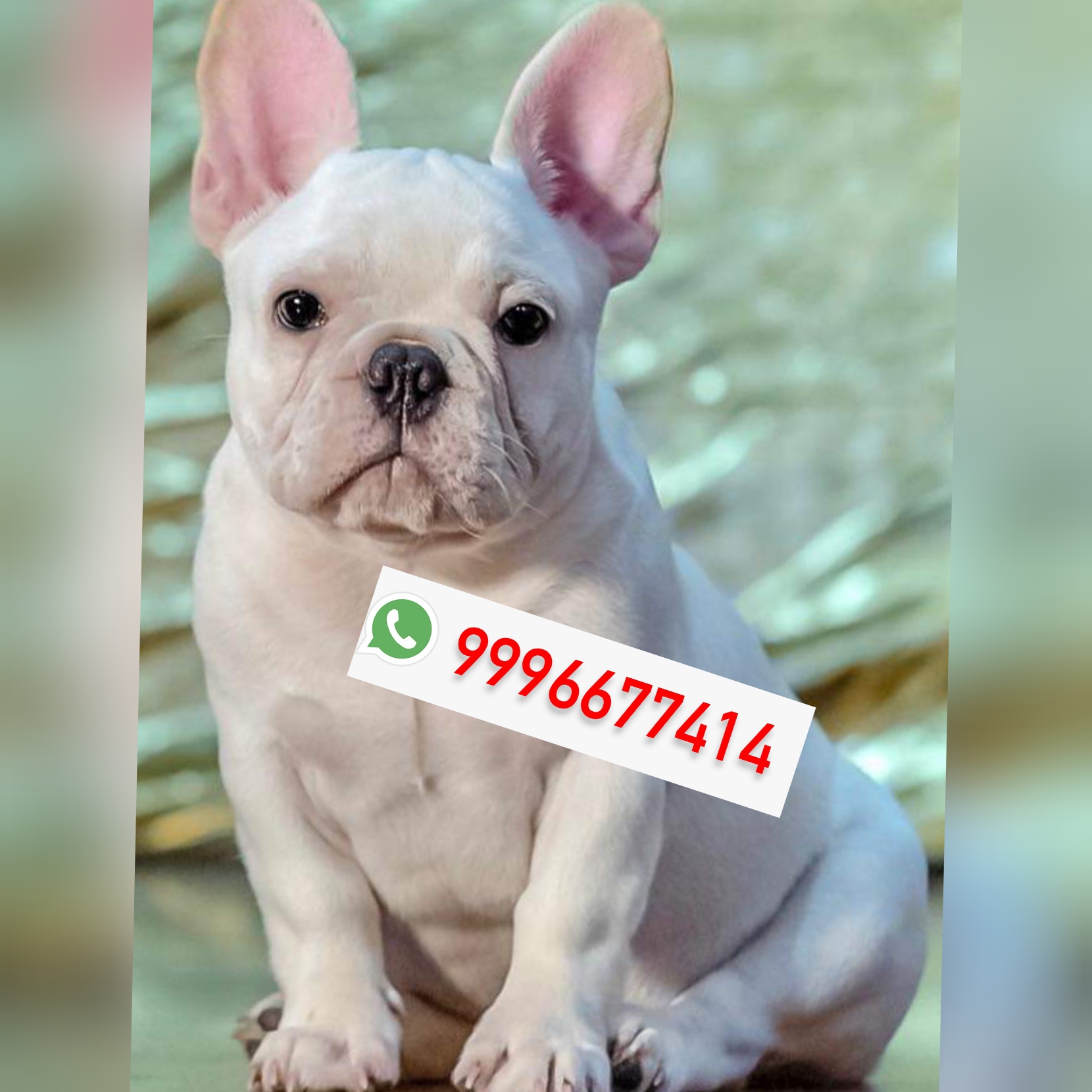 Show quality French bulldogs Pup Available