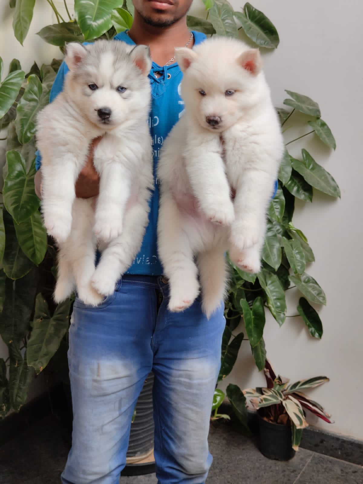 All breeds puppy's available with kci certificate