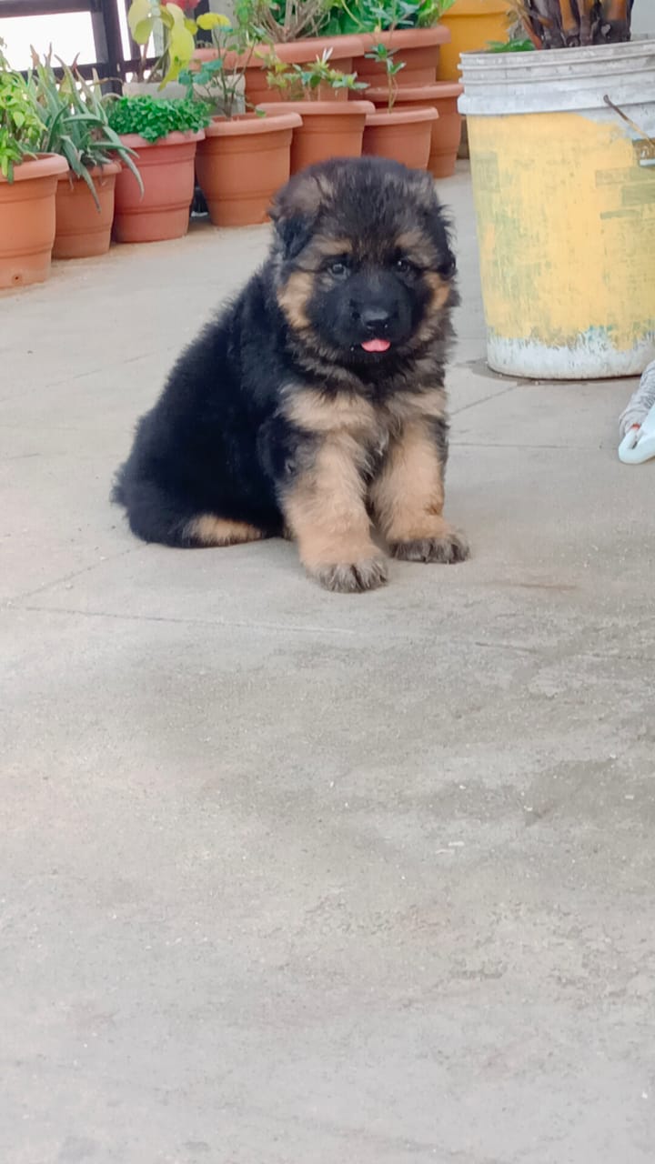 German Shepherd puppy's available