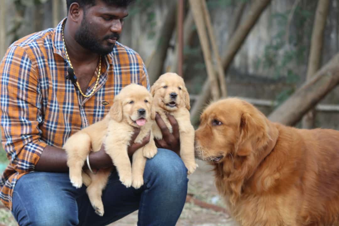Golden retriever puppy's puppies from Chennai. Breeder: Ashok Kumar