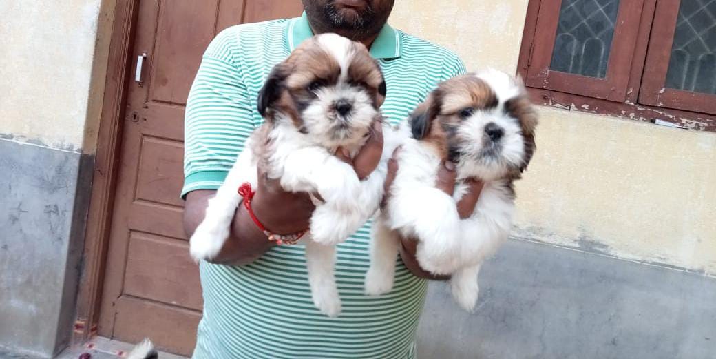 Shihtzu puppies from Chennai. Breeder: Ashok Kumar