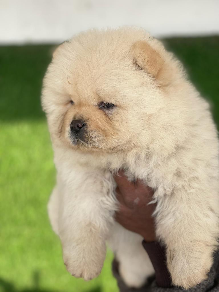 Show quality chow chow pup available 9996677414