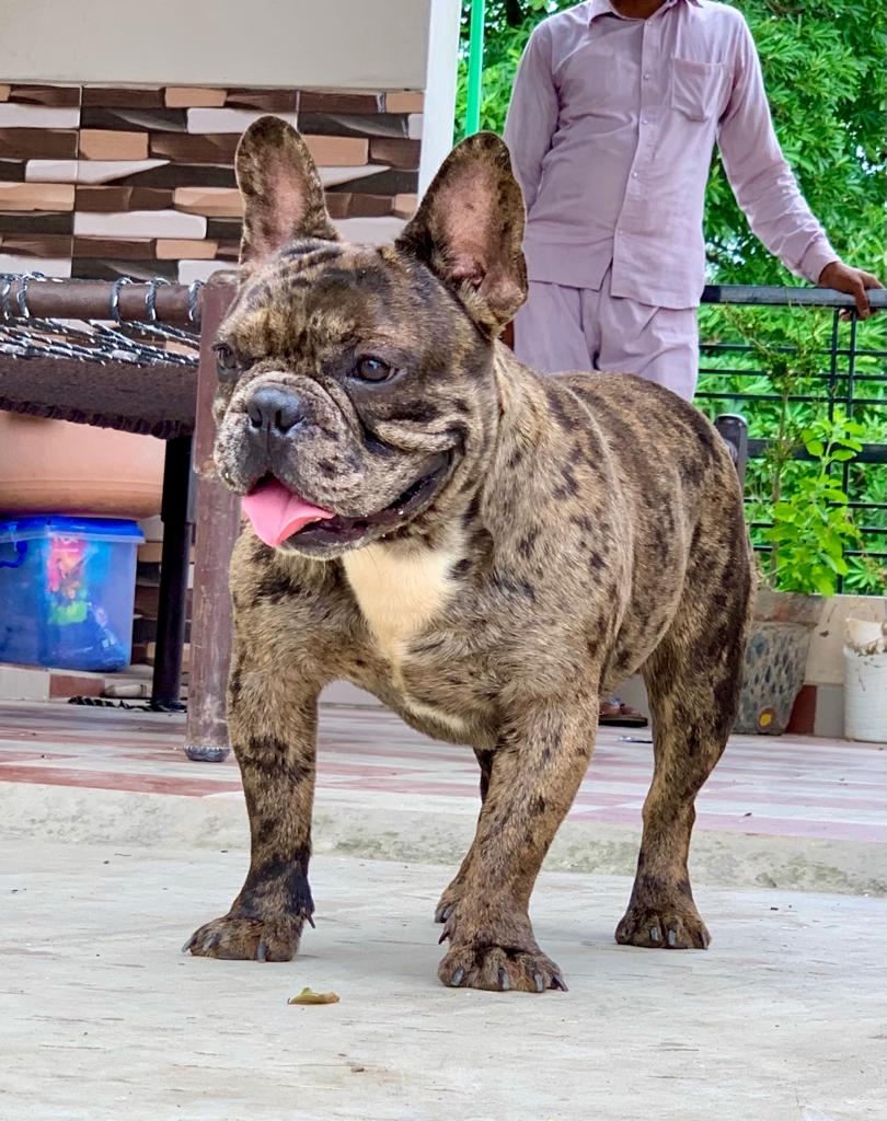 Show quality French bulldogs Pup Available