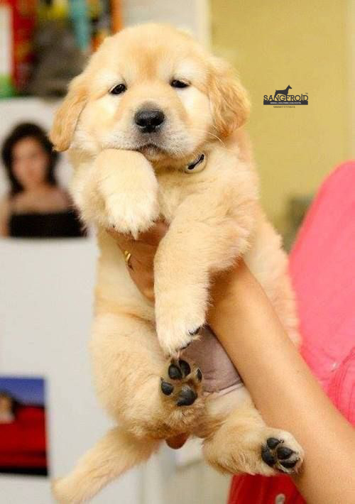 Image of Golden Retriever posted on 2022-08-22 04:07:05 from Mumbai