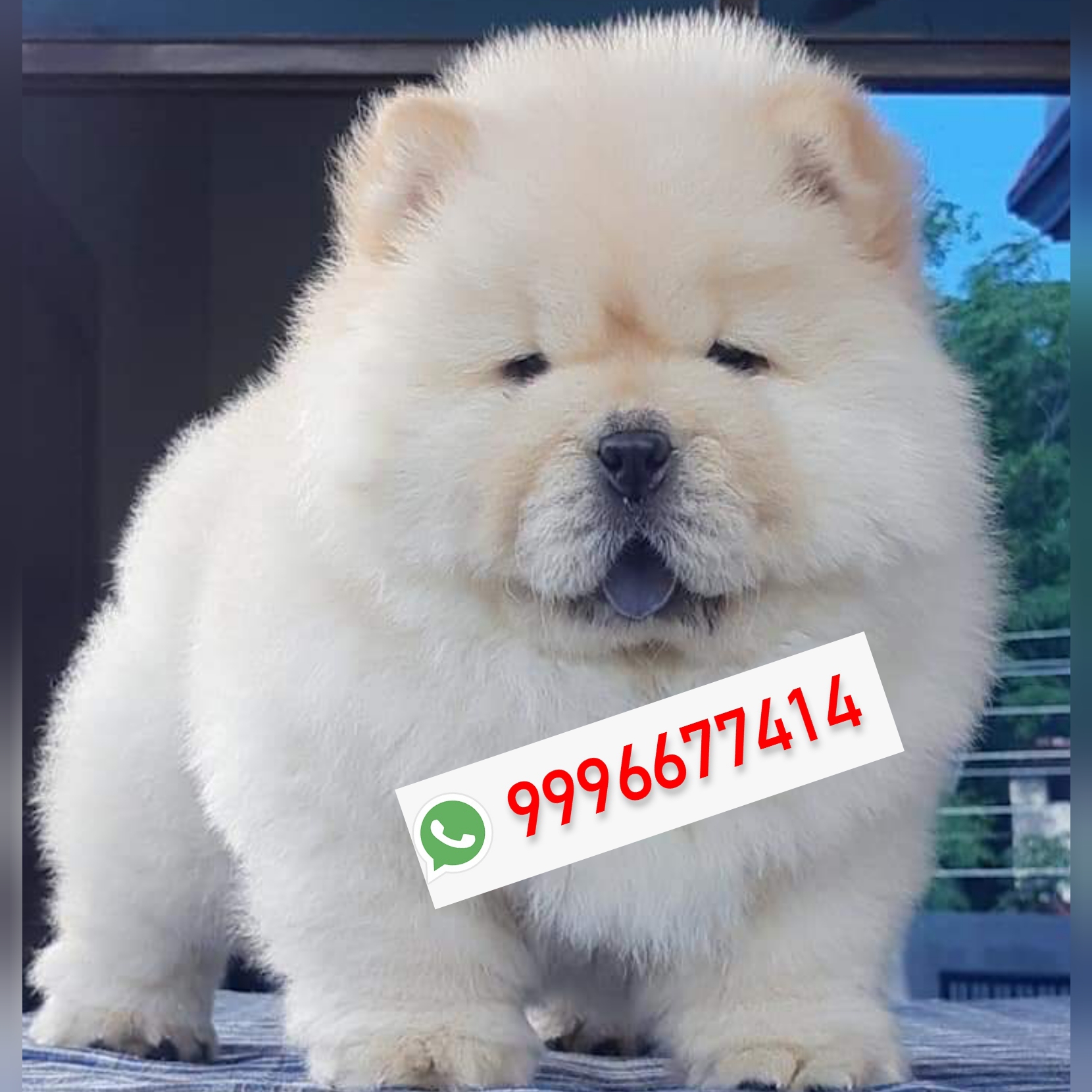 Extra ordinary Chow Chow pup available