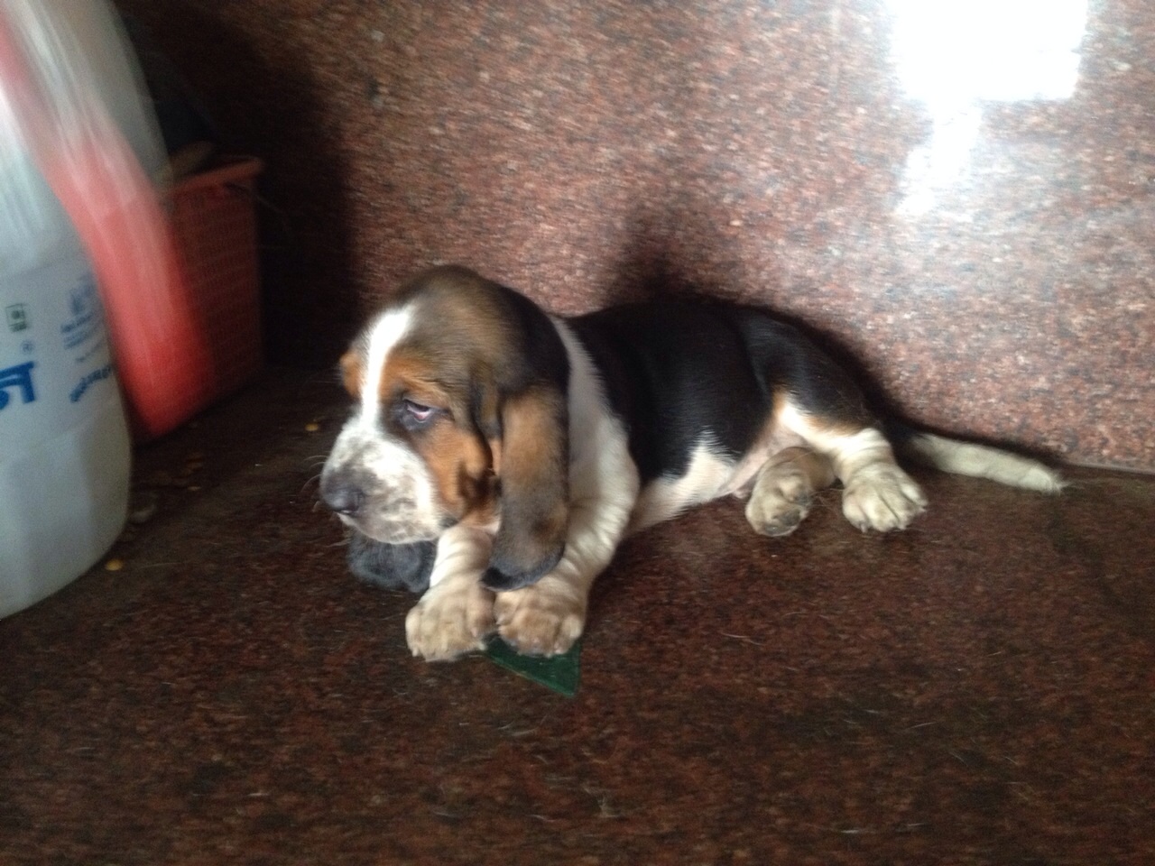 Image of BEAGLE posted on 2022-03-26 13:00:08 from Delhi