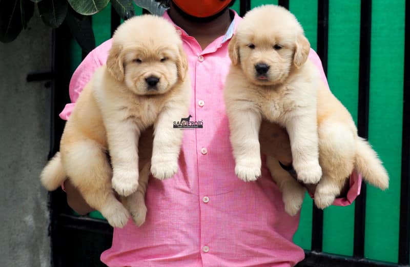 Image of Golden Retriever posted on 2022-08-22 04:07:05 from Pune