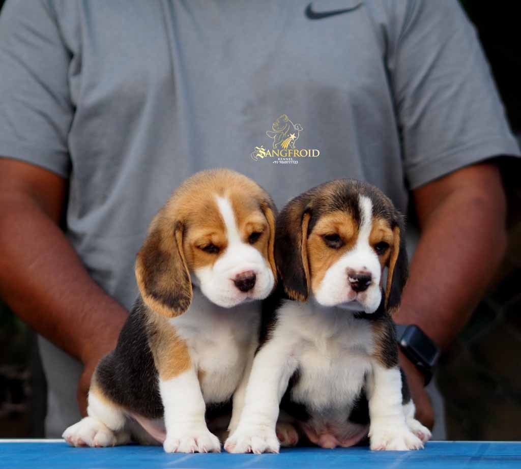 Image of Beagle posted on 2022-08-22 04:07:05 from Pune