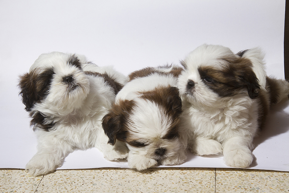 Image of shih tzu posted on 2022-01-28 13:10:23 from Ulsoor