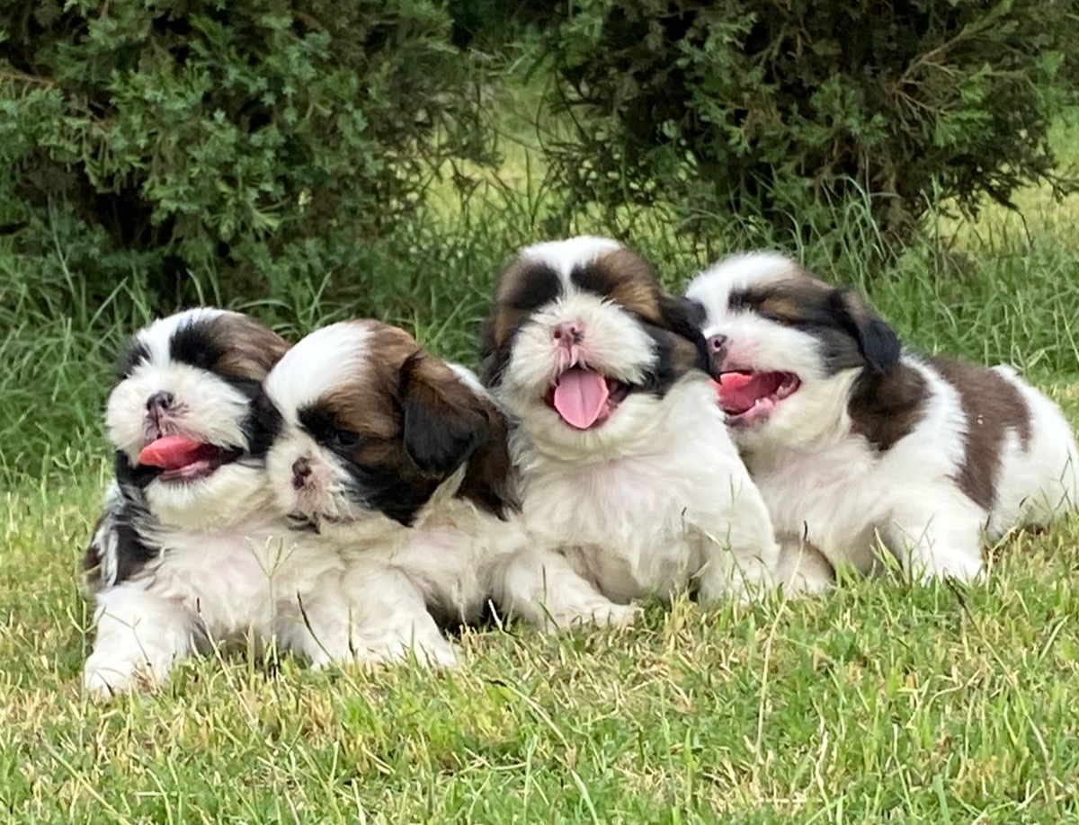 Shih Tzu puppies from South delhi. Breeder: Riya