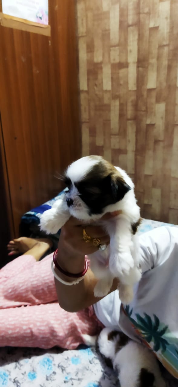 Image of SHIHTZU posted on 2022-03-26 13:00:08 from Delhi